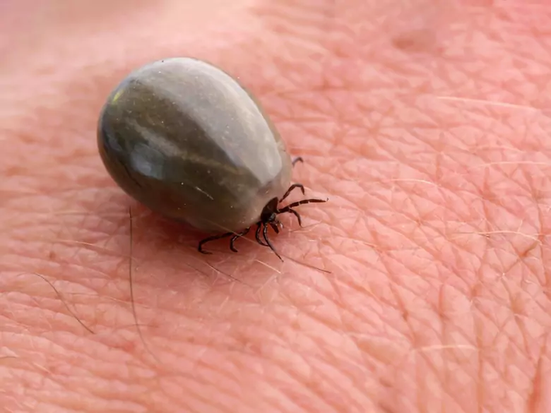 Strzeż się boreliozy wiosną – kleszcze budzą się do życia